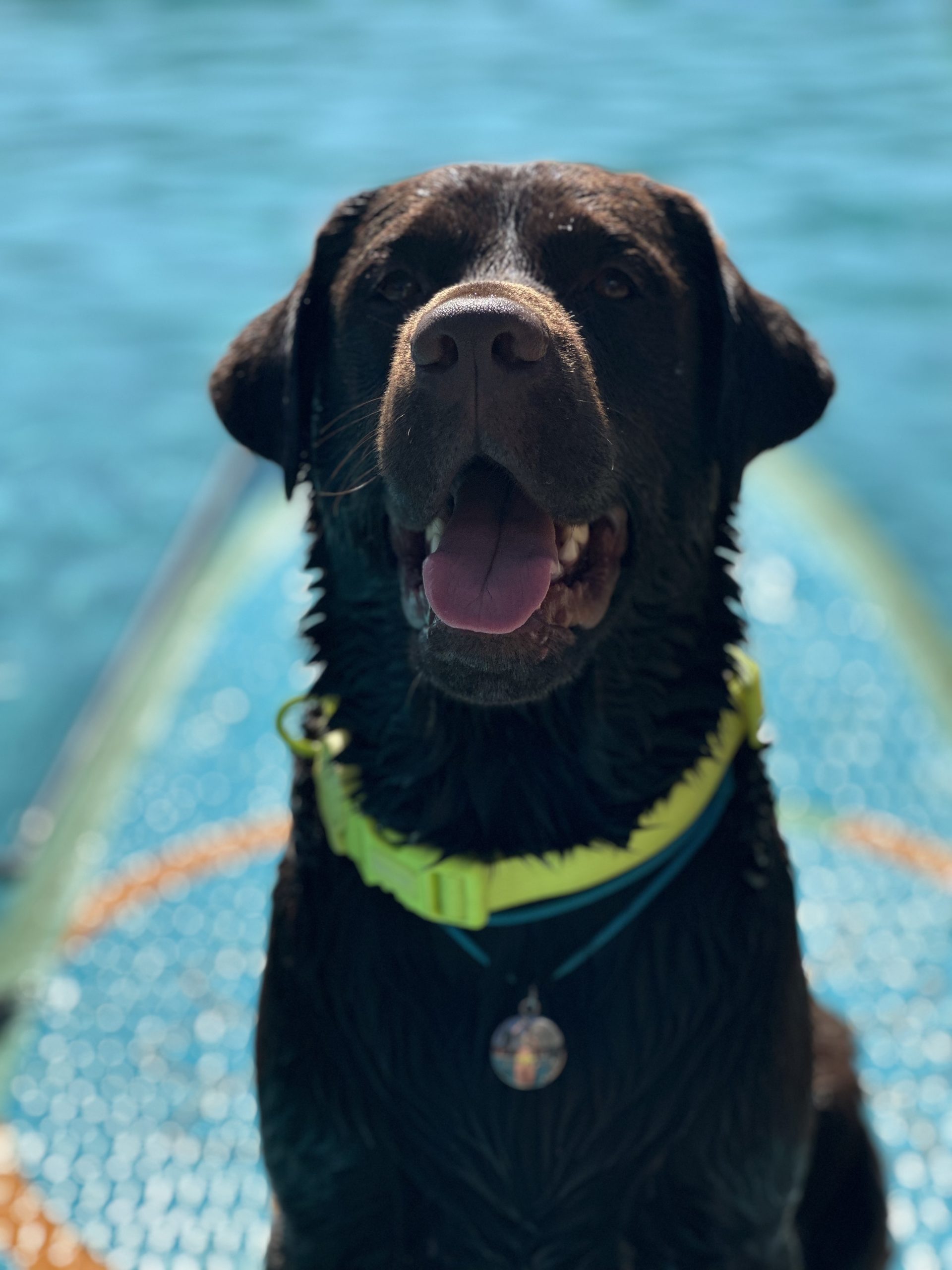 Na imagem temos um de nossos pets curtindo nosso pacotes pet friendly