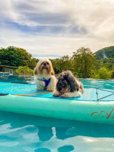 pousada pet friendly