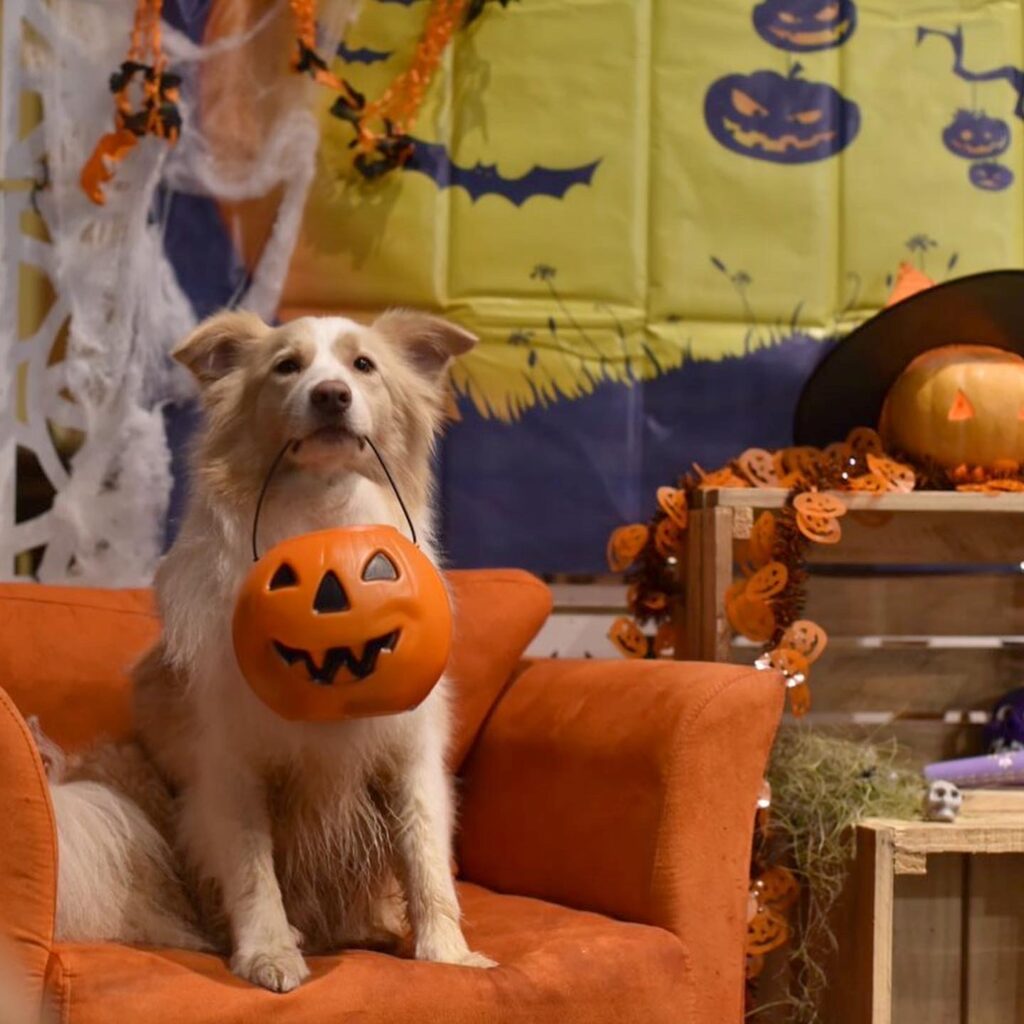 Na imagem temos um de nossos pets comemorando o Halloween conosco.
