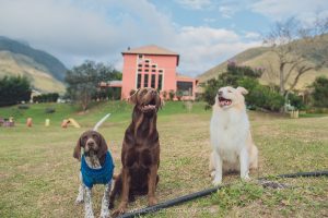 Na imagem temos 3 cachorros que estão fazendo parte de nossa hospedagem com alimentação inclusa