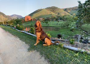 pousada pet friendly