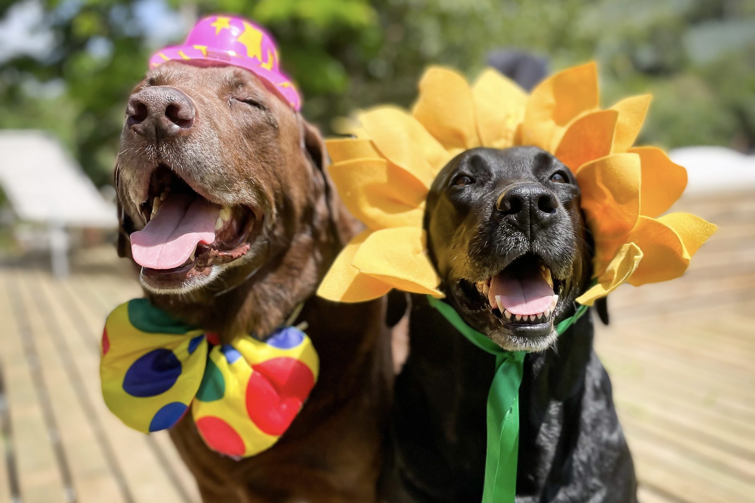 Na imagem temos dois pets curtindo o evento junino na pousada leange