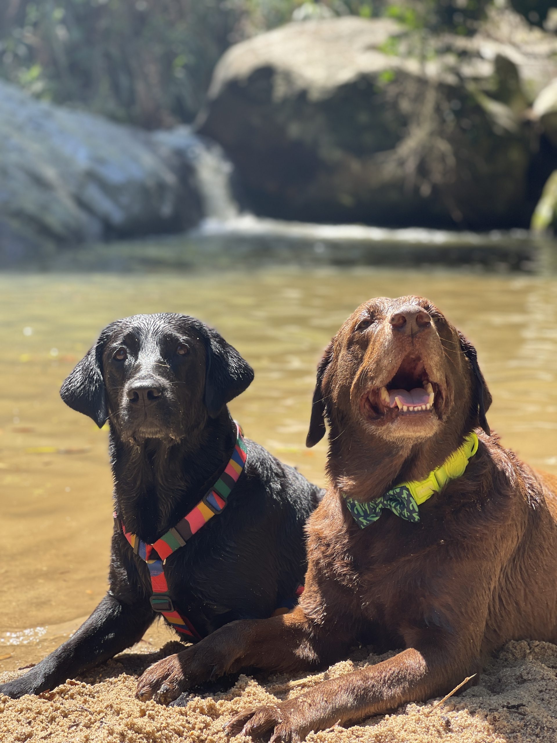 Na imagem temos dois cachorrinhos a beira da cachoeira após um dia todo de diversão na Pousada LeAnge