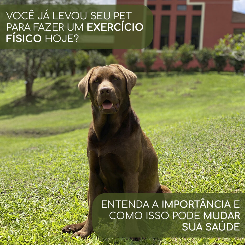 Na imagem temos um cachorrinho que leu nosso post de hospedagem e já fez sua reserva.