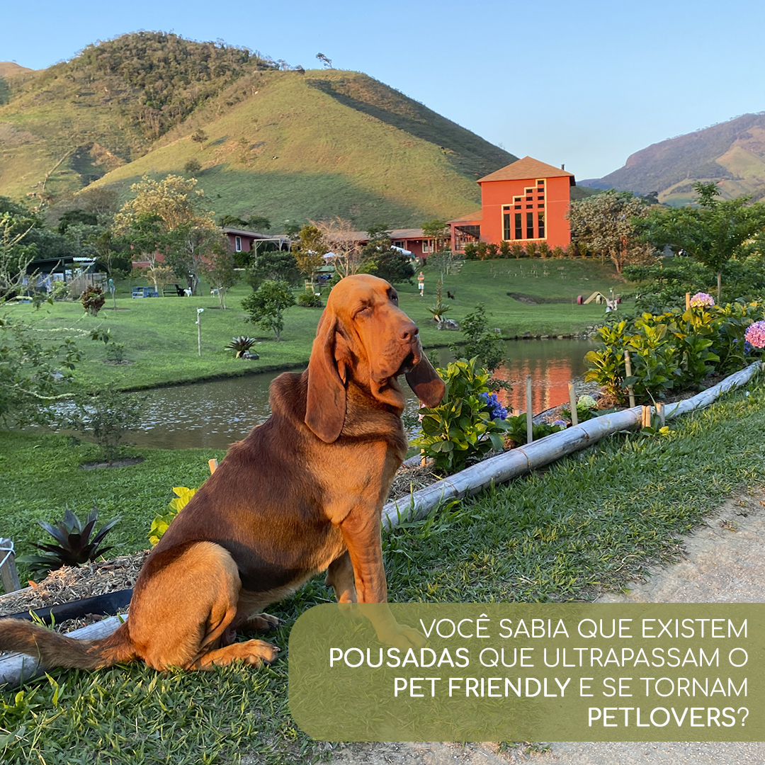 pousada pet friendly